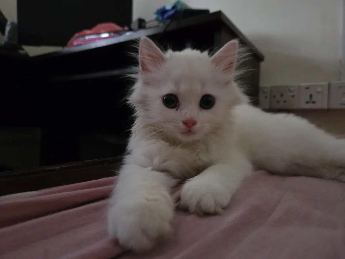 Yuki
